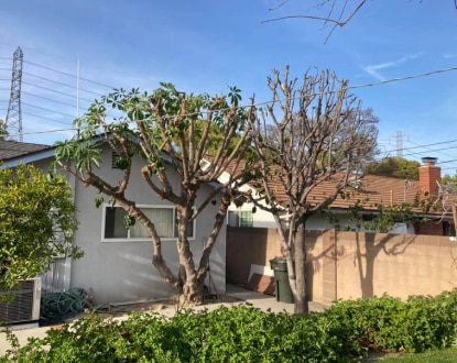 TREE SERVICE